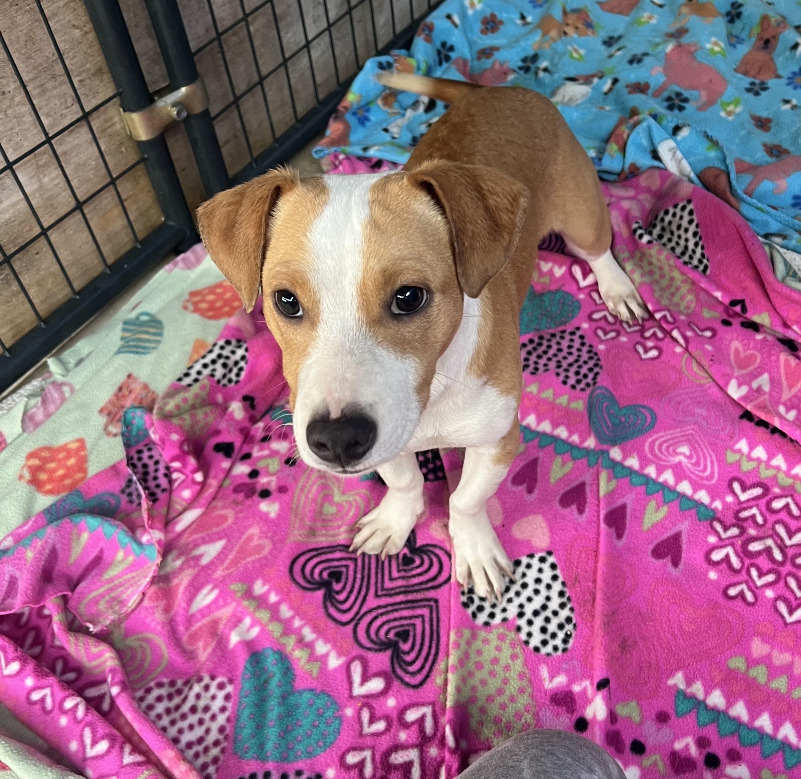 Laertes, ADOPTABLE, Young Male Jack Russell Terrier & Rat Terrier.