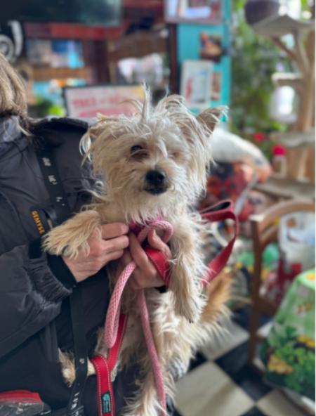 Oatmeal, adopted, Young Male Yorkshire Terrier.