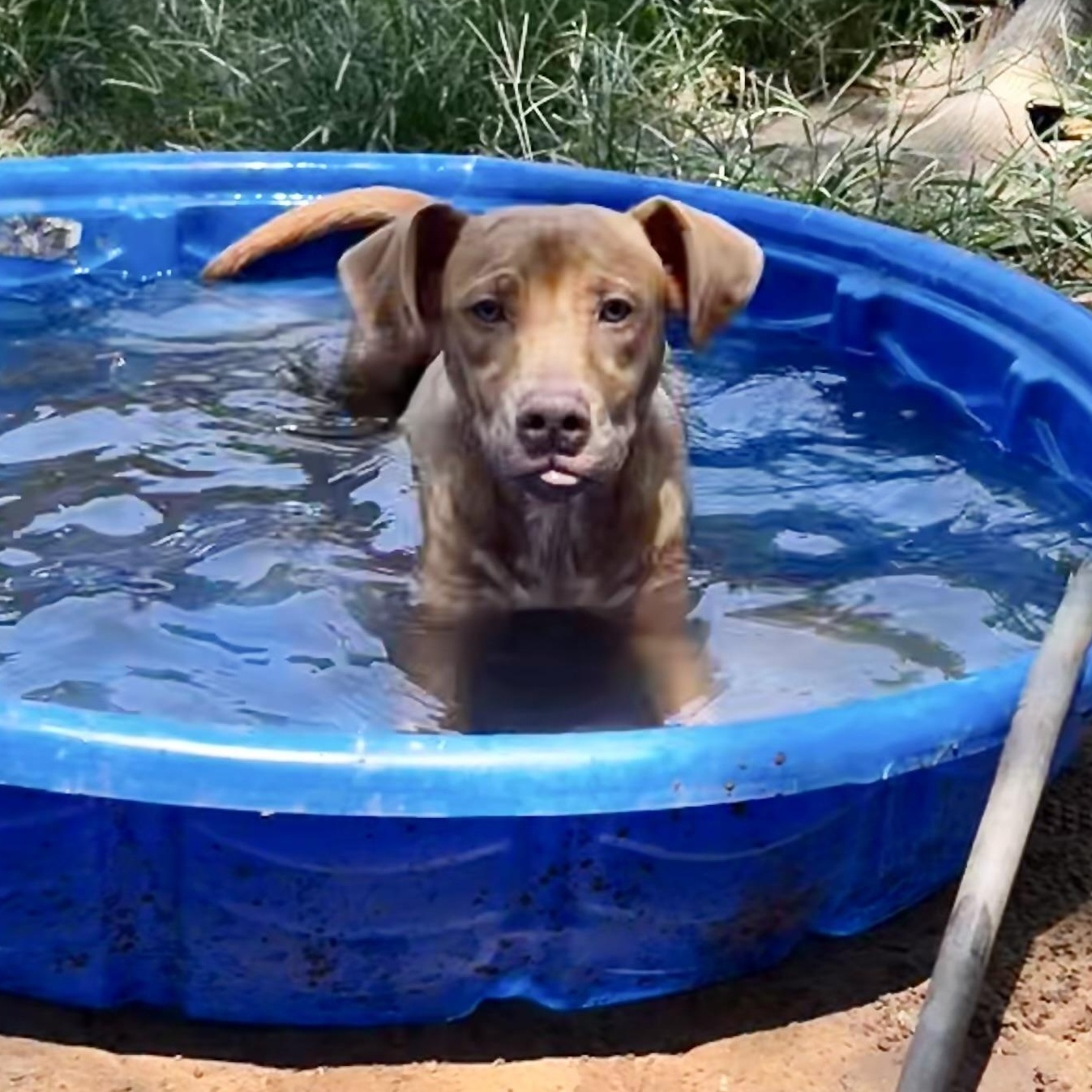 Tony, Adoptable, Puppy Male Yellow Labrador Retriever.