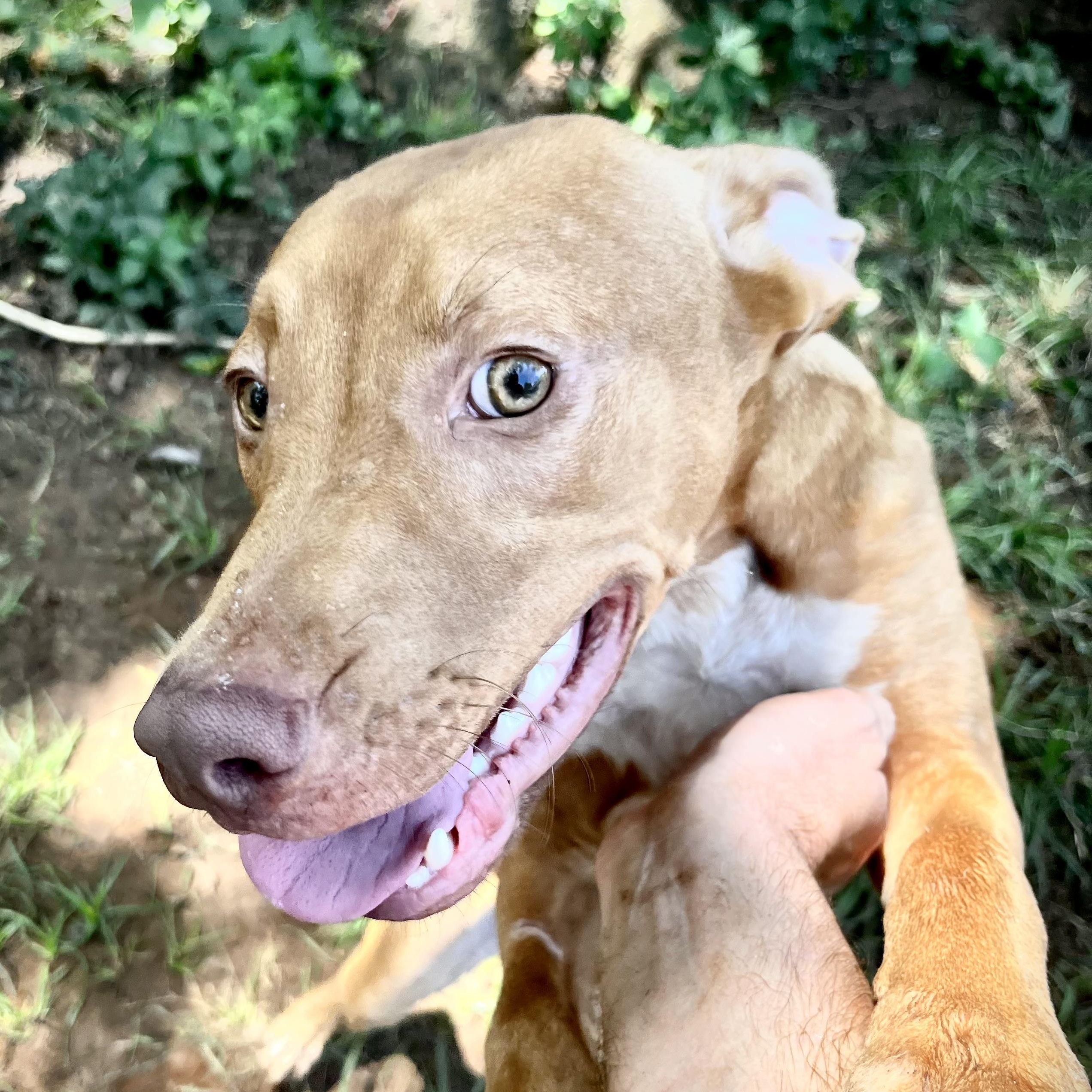 Enlarge Tony, a Adoptable mixed breed in Pottsboro, TX image 2/5