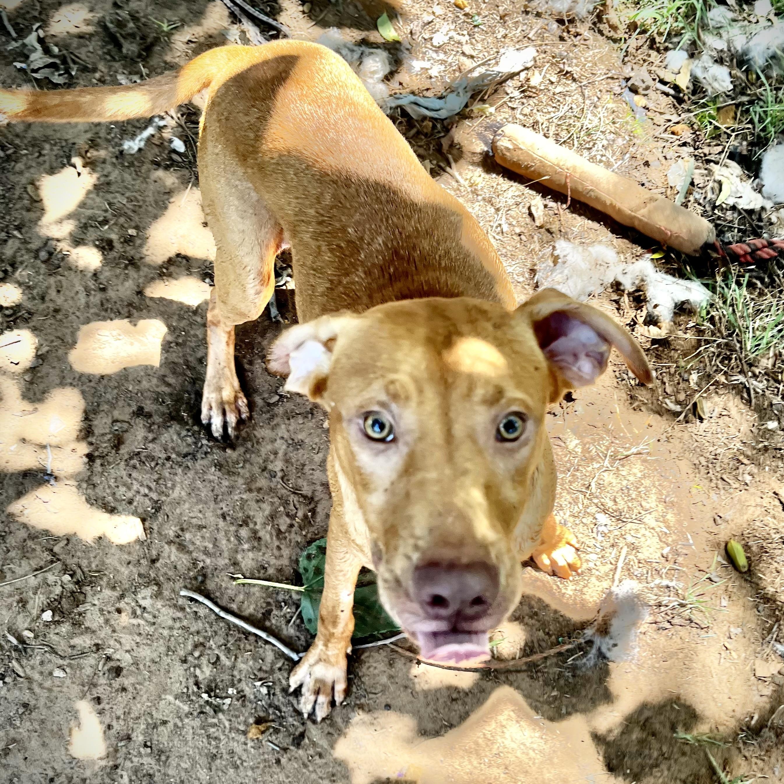 Enlarge Tony, a Adoptable mixed breed in Pottsboro, TX image 3/5