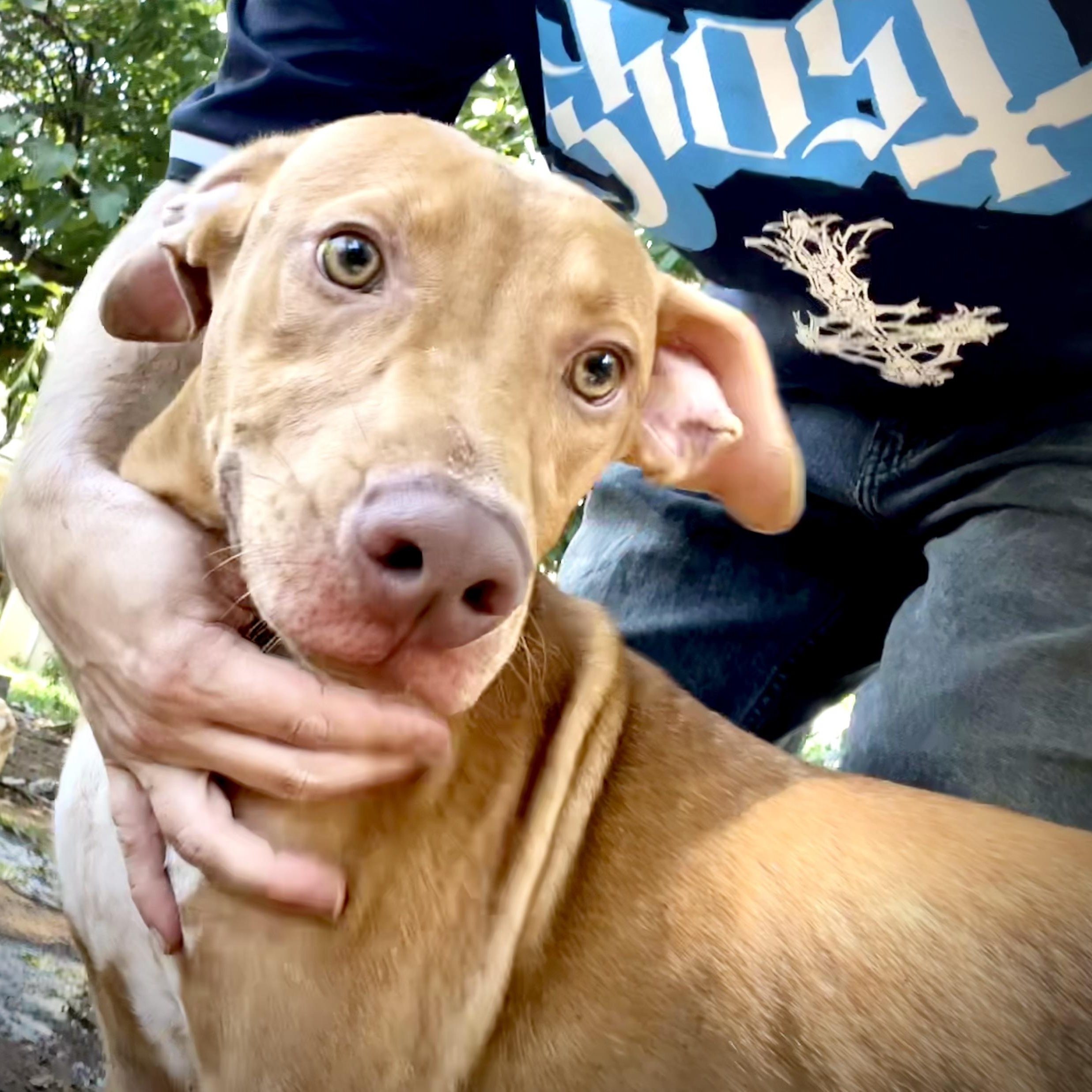 Enlarge Tony, a Adoptable mixed breed in Pottsboro, TX image 5/5