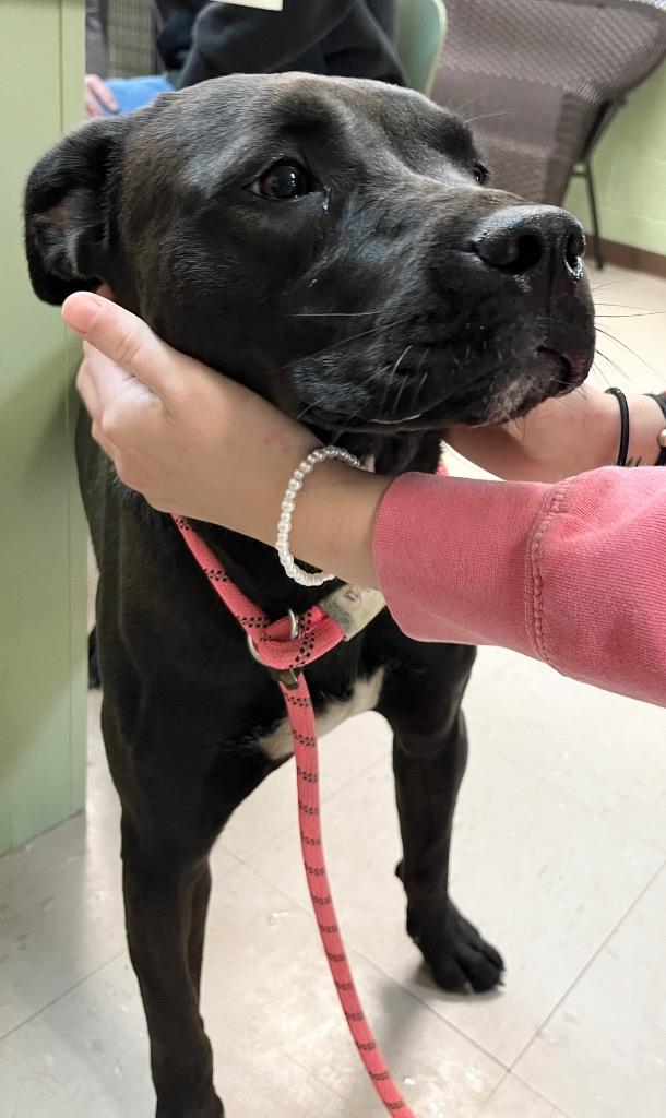 Enlarge Edith, a Adoptable mixed breed in Burnsville, NC image 1/6