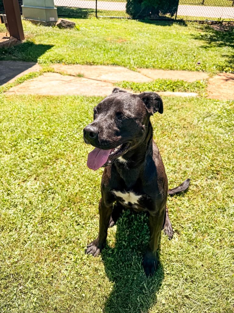 Enlarge Edith, a Adoptable mixed breed in Burnsville, NC image 2/6