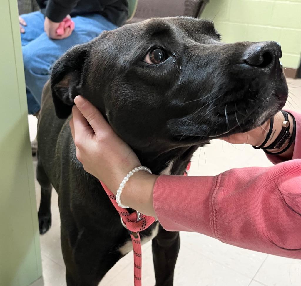 Enlarge Edith, a Adoptable mixed breed in Burnsville, NC image 3/6