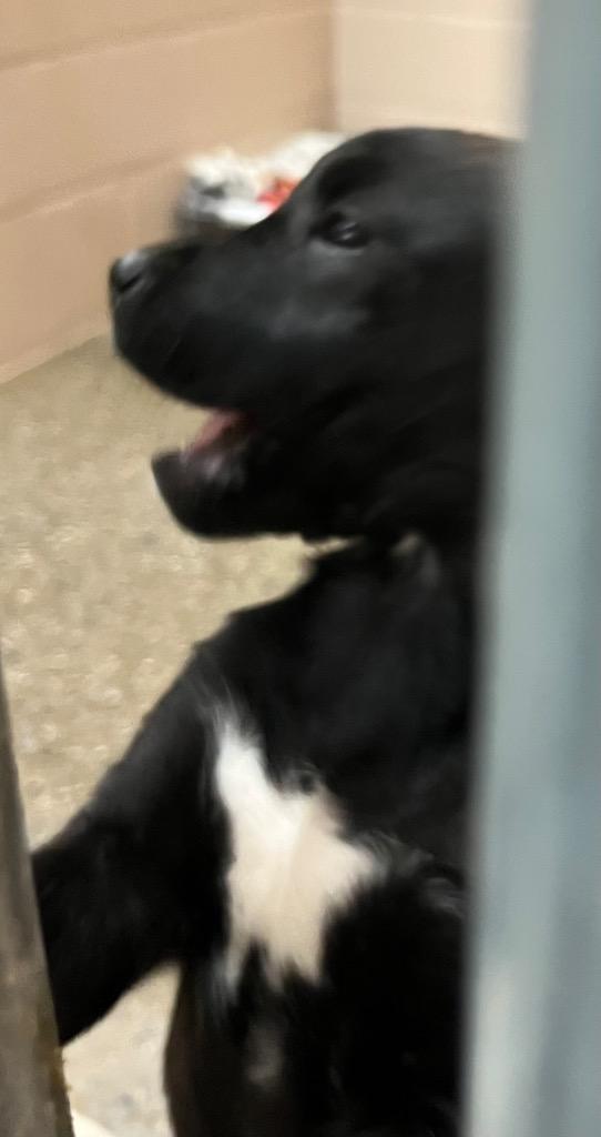 Enlarge Edith, a Adoptable mixed breed in Burnsville, NC image 5/6