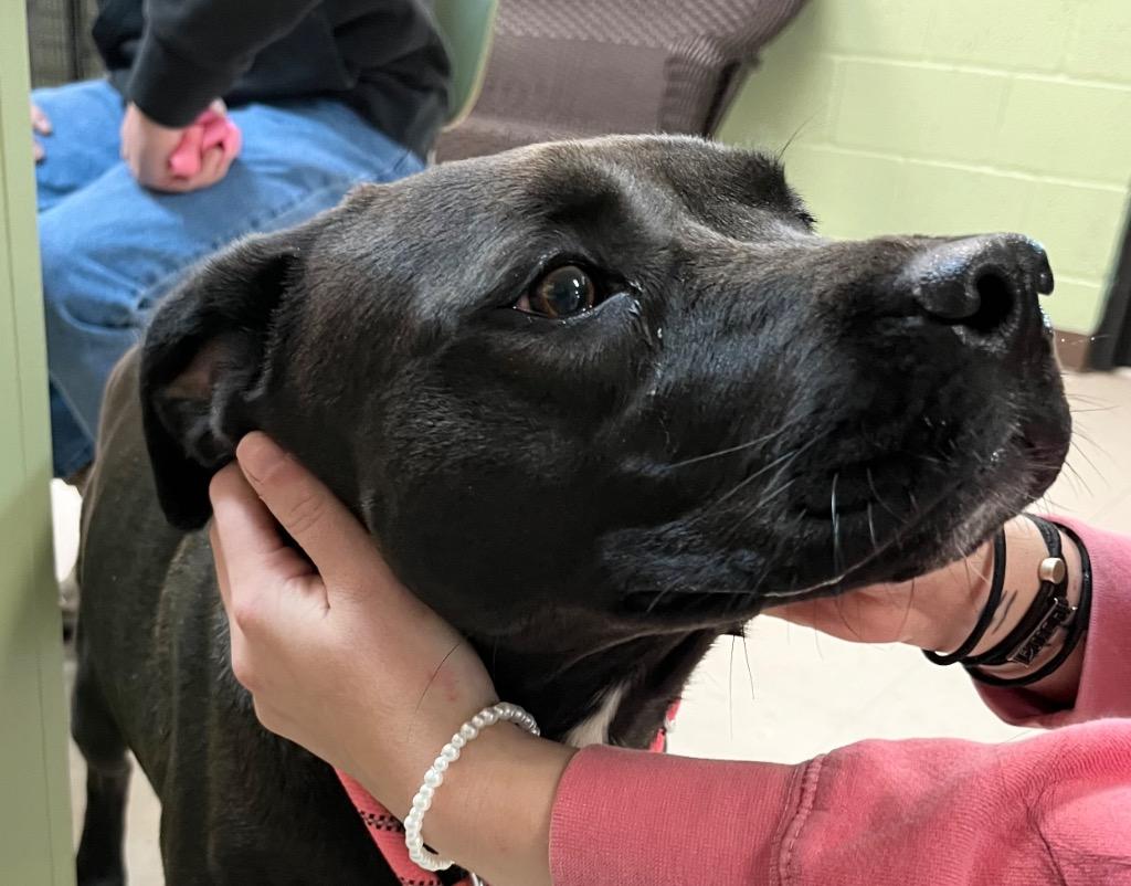Enlarge Edith, a Adoptable mixed breed in Burnsville, NC image 6/6