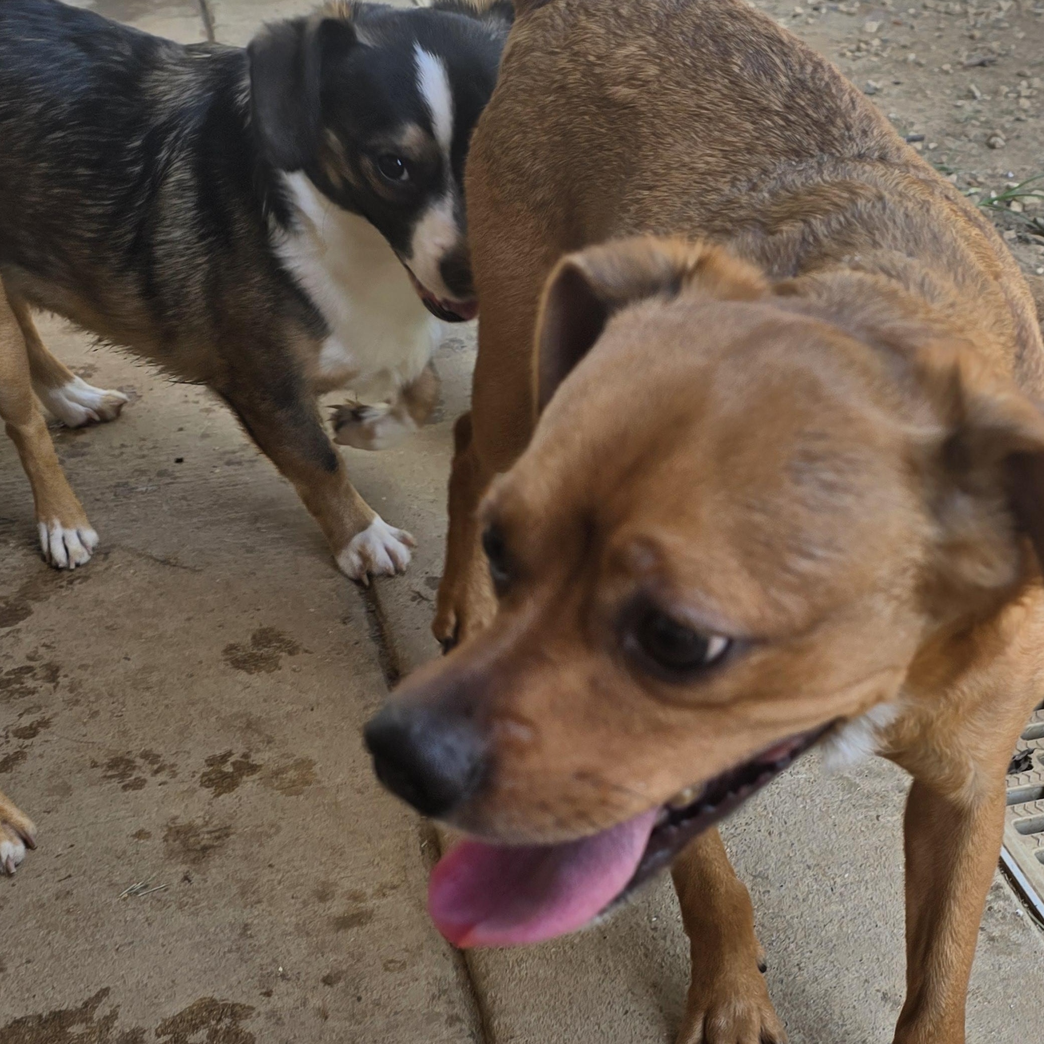 Enlarge Chevy, a Adoptable mixed breed in Athens, AL image 4/6