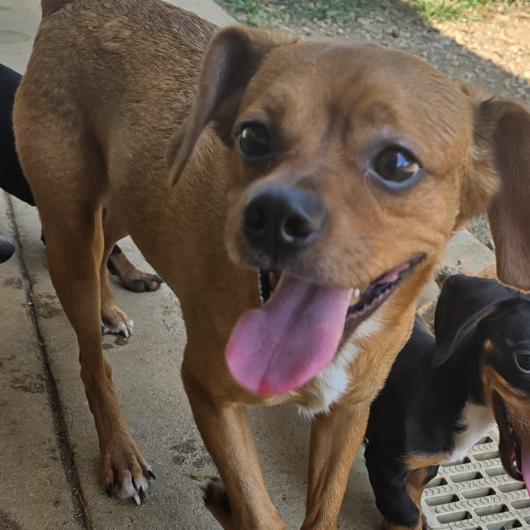 Enlarge Chevy, a Adoptable mixed breed in Athens, AL image 1/6