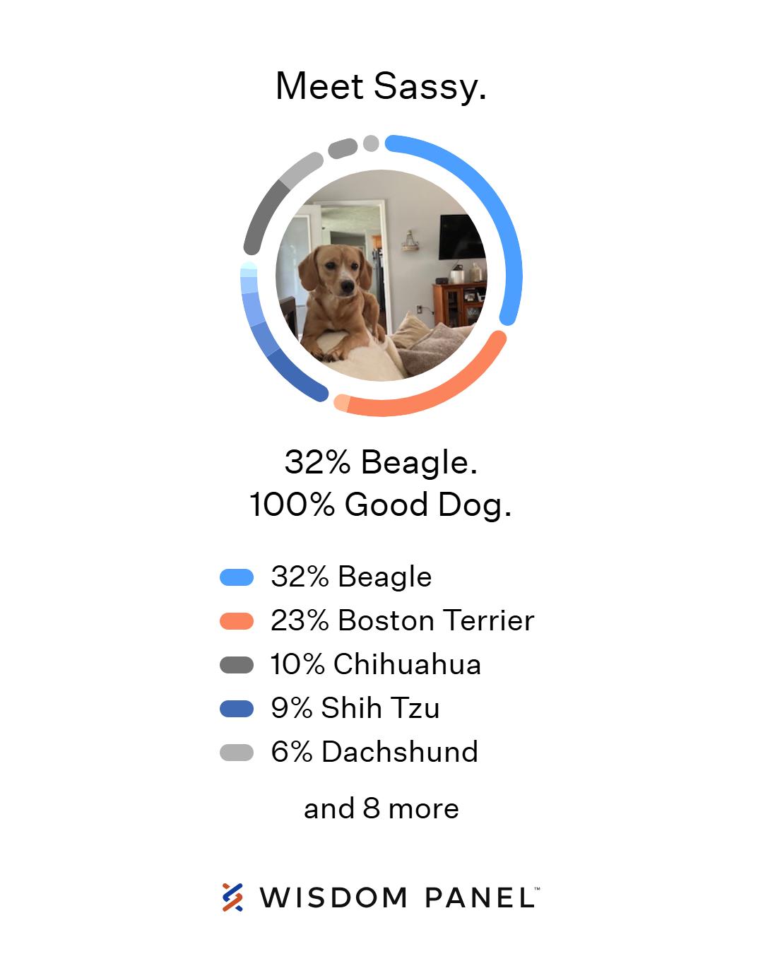 Enlarge Chevy, a Adoptable mixed breed in Athens, AL image 2/6