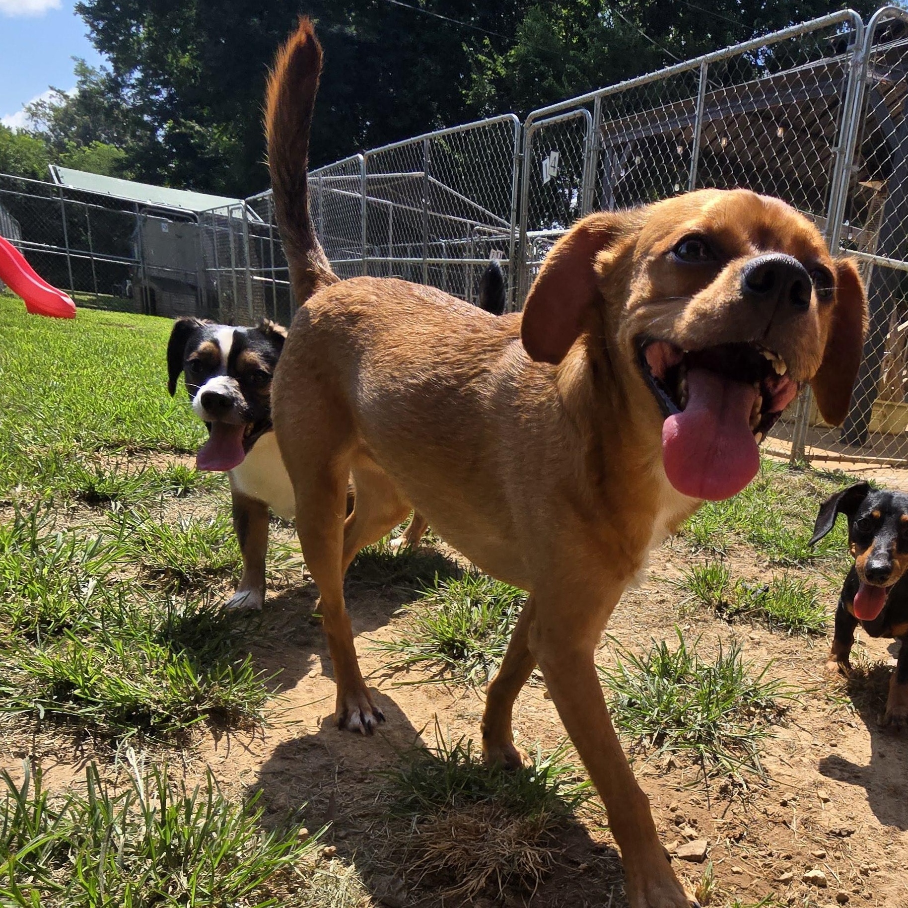 Enlarge Chevy, a Adoptable mixed breed in Athens, AL image 5/6