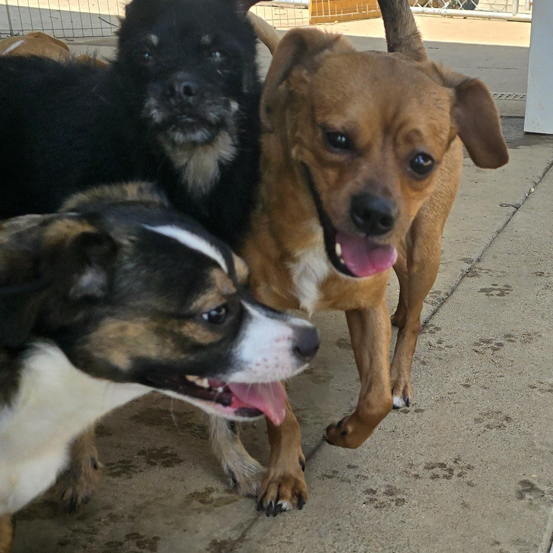 Enlarge Chevy, a Adoptable mixed breed in Athens, AL image 6/6