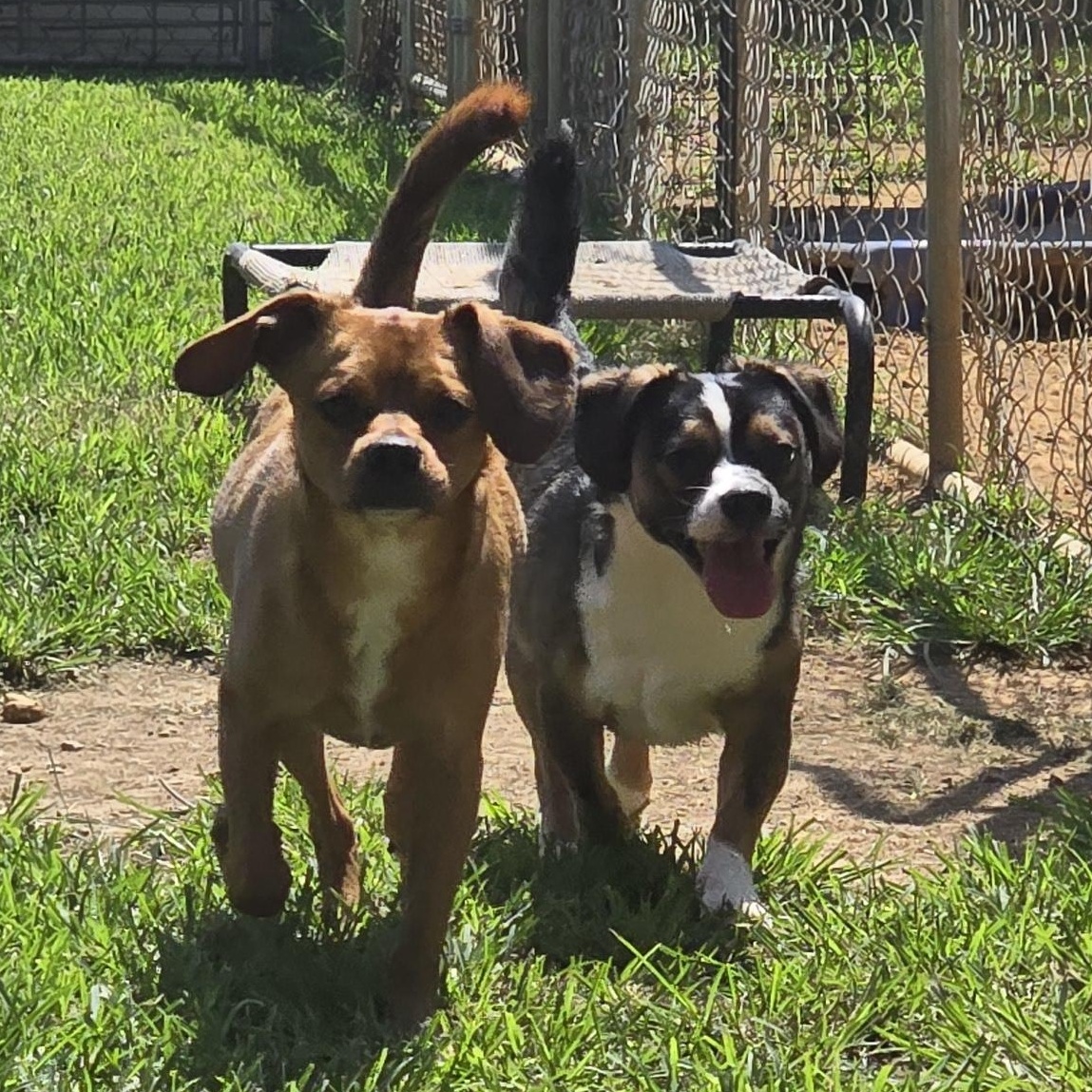 Enlarge Chevy, a Adoptable mixed breed in Athens, AL image 3/6