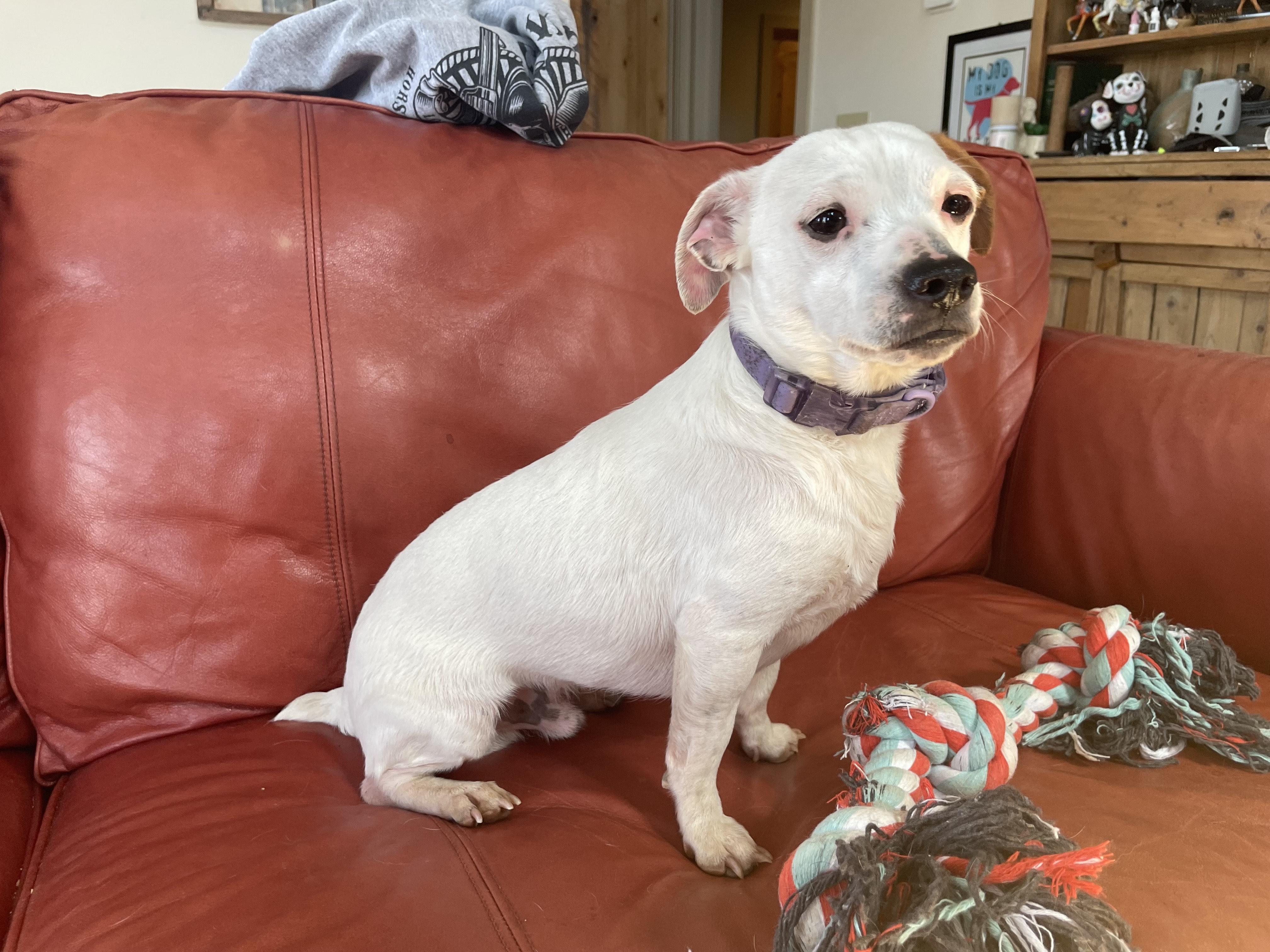 Enlarge Bender, an adopted mixed breed in MORAVIAN FALLS, NC image 5/5