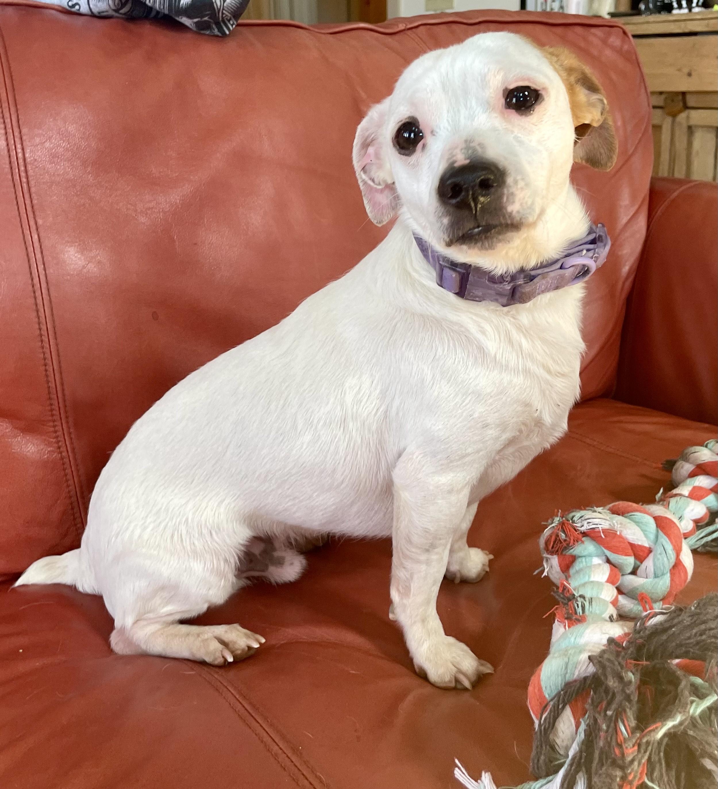 Enlarge Bender, an adopted mixed breed in MORAVIAN FALLS, NC image 2/5