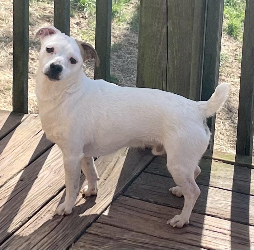 Enlarge Bender, an adopted mixed breed in MORAVIAN FALLS, NC image 3/5