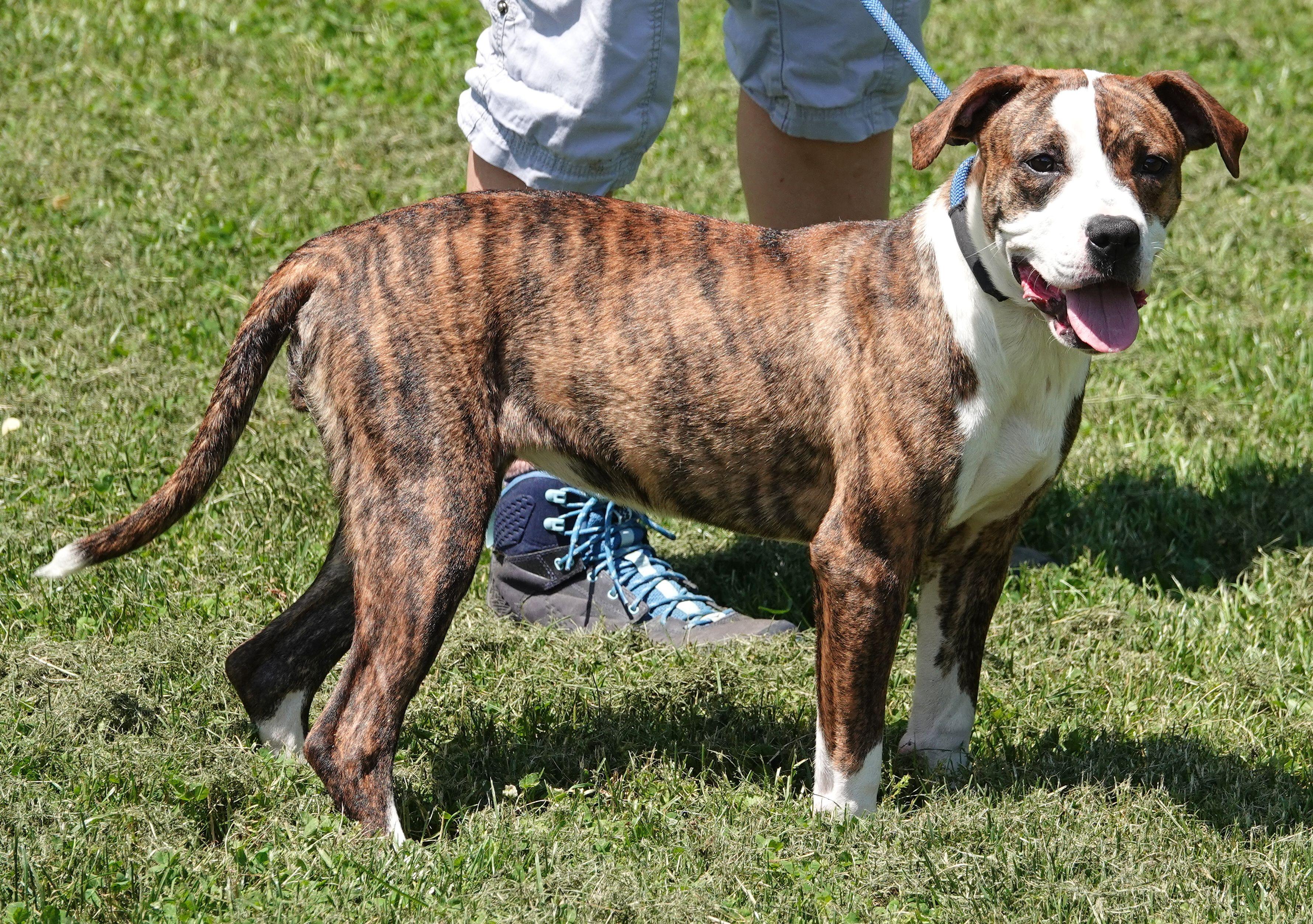 Willow - ADOPTED, an adopted mixed breed in Millfield, OH image 2/4