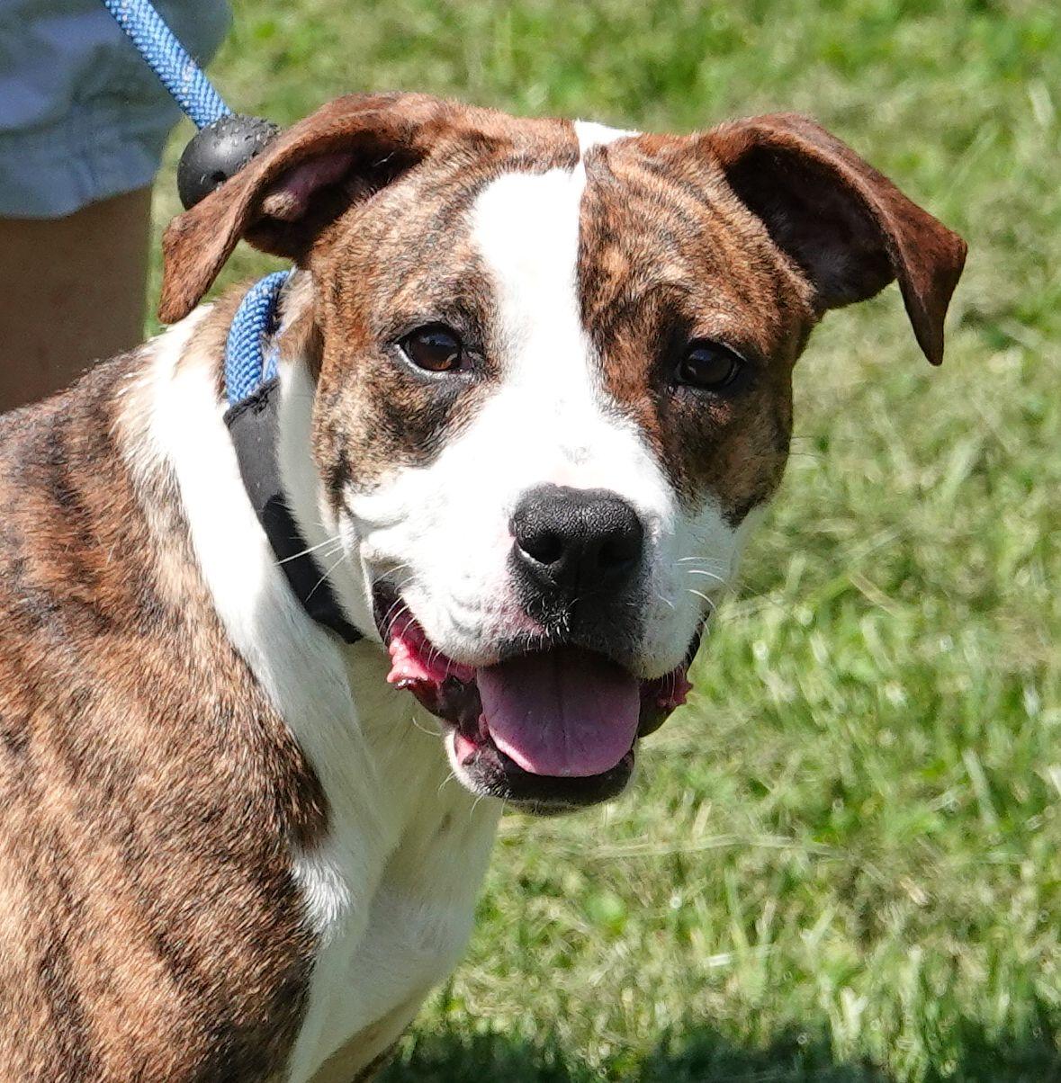 Willow - ADOPTED, an adopted mixed breed in Millfield, OH image 4/4