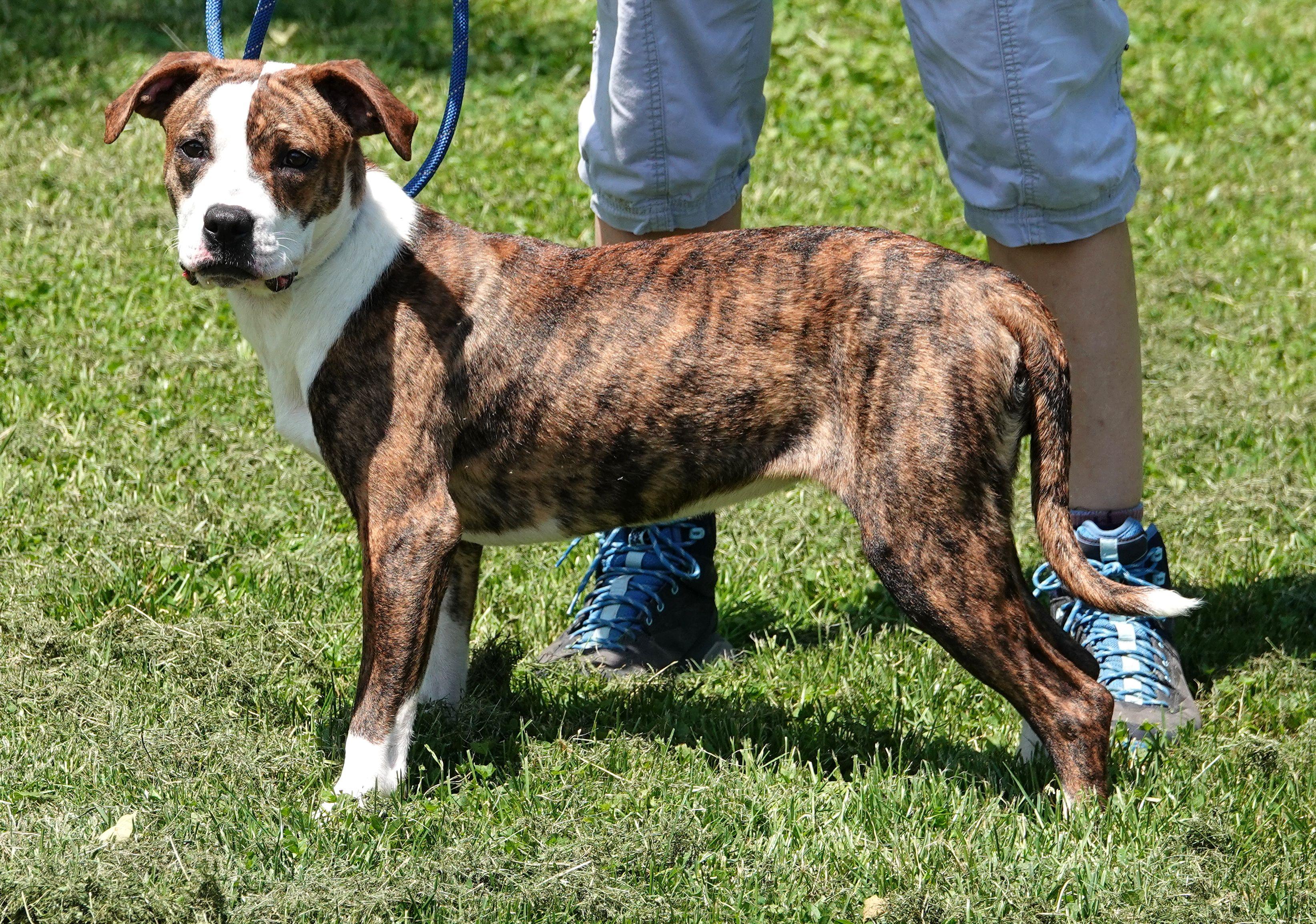 Willow - ADOPTED, an adopted mixed breed in Millfield, OH image 3/4