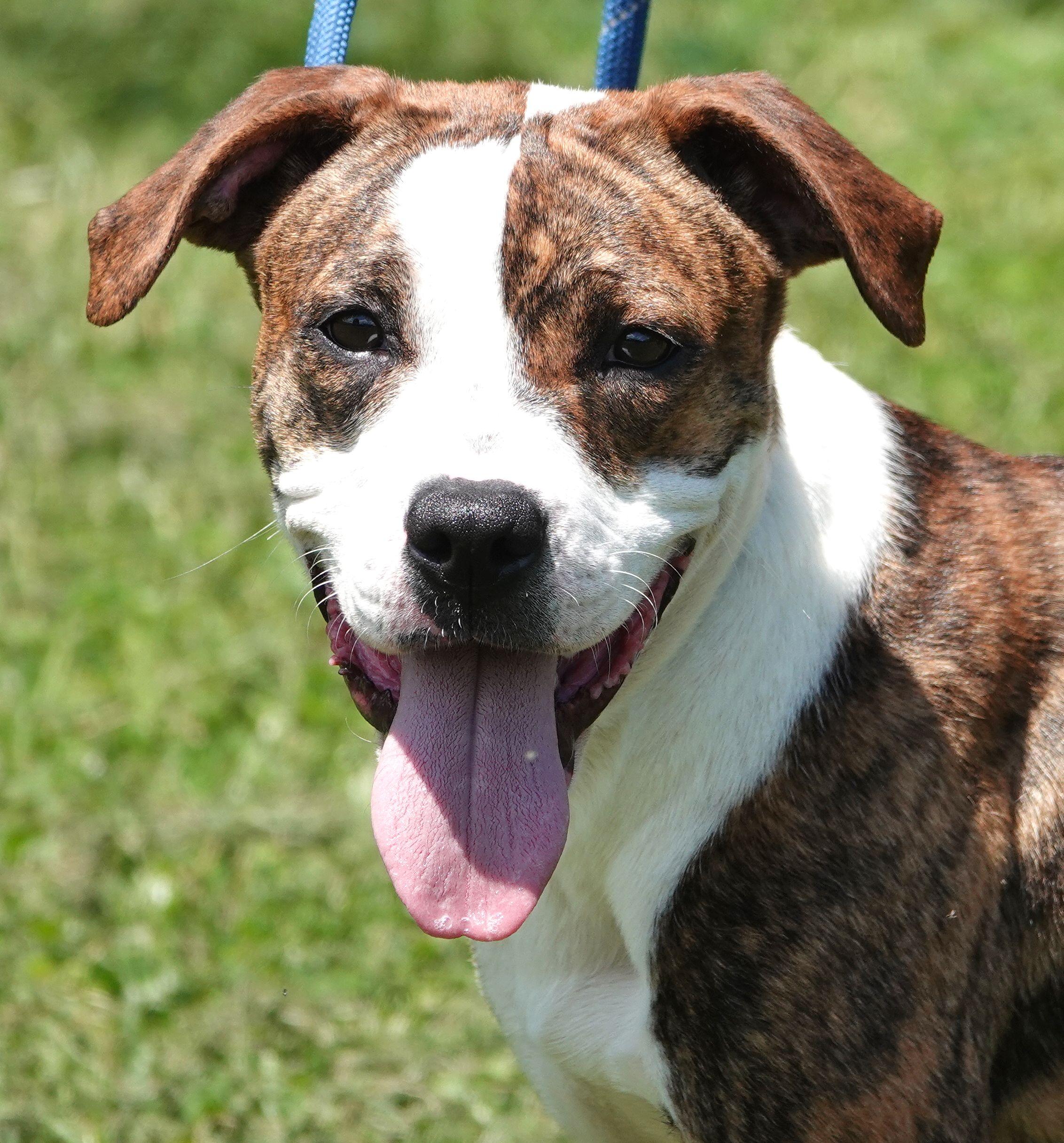 Willow - ADOPTED, adopted, Young Female Boxer.
