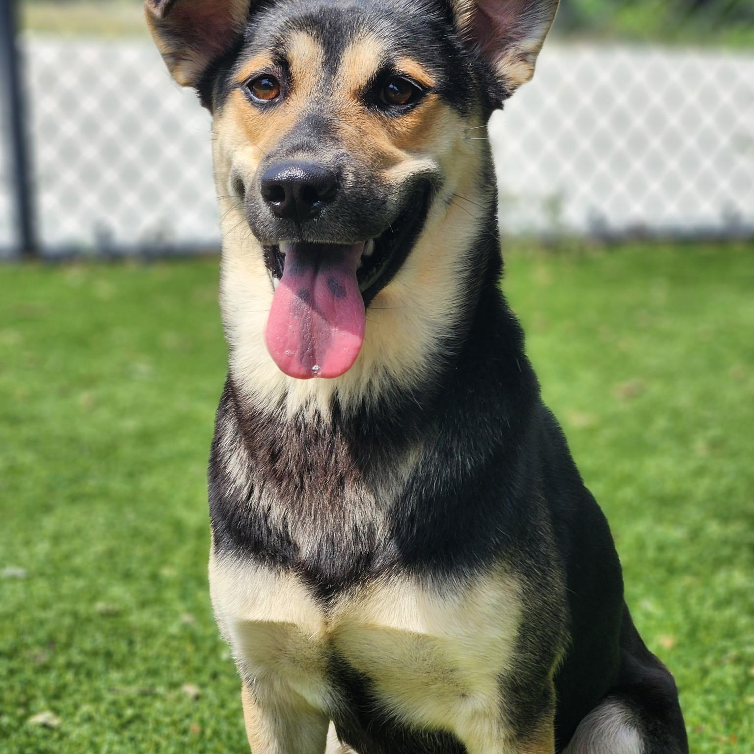 Enlarge Brenda Lee, a ADOPTABLE mixed breed in Allen, TX image 3/5