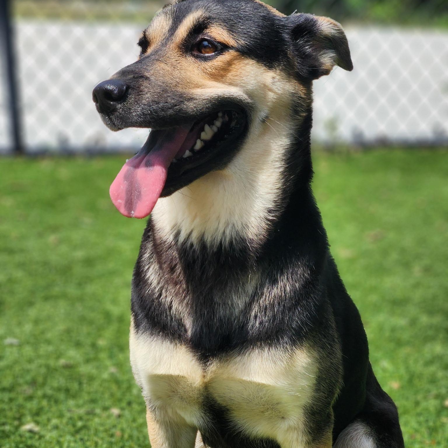 Enlarge Brenda Lee, a ADOPTABLE mixed breed in Allen, TX image 4/5