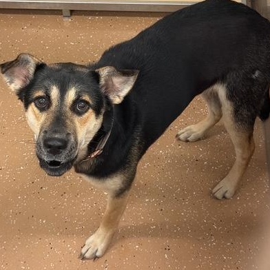 Enlarge Brenda Lee, a ADOPTABLE mixed breed in Allen, TX image 5/5