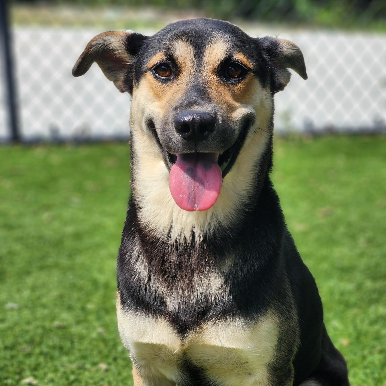 Brenda Lee, ADOPTABLE, Adult Female Shepherd.