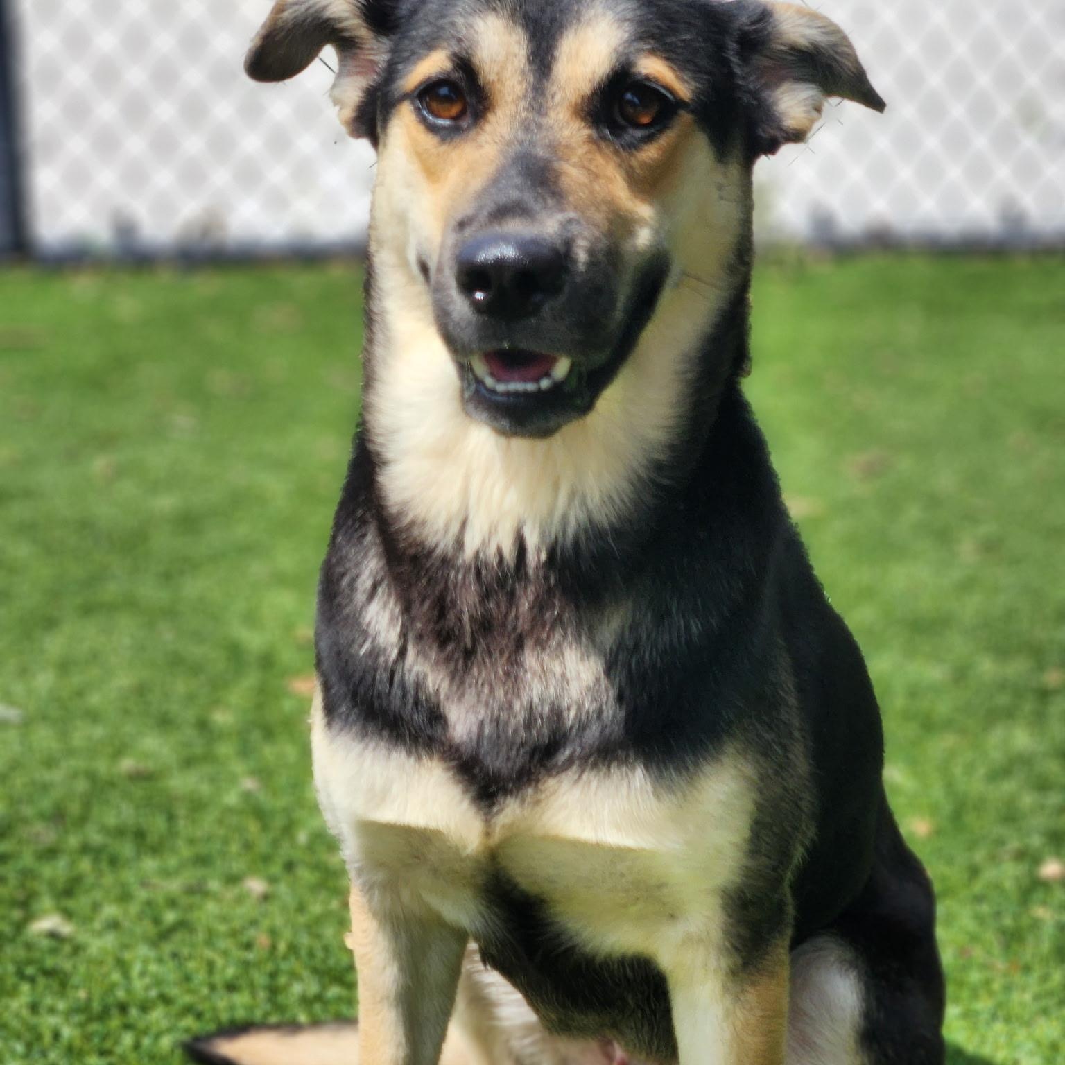 Enlarge Brenda Lee, a ADOPTABLE mixed breed in Allen, TX image 2/5