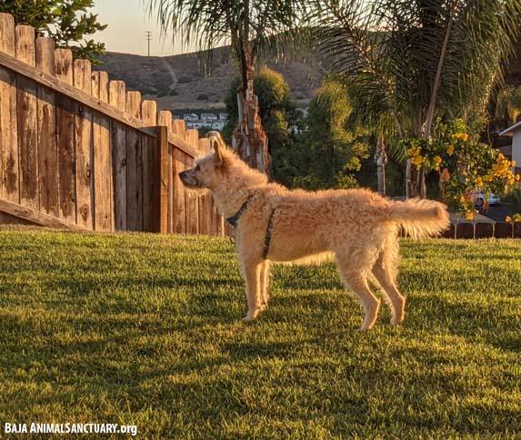 Enlarge Ella, a Adoptable mixed breed in San Diego, CA image 1/7