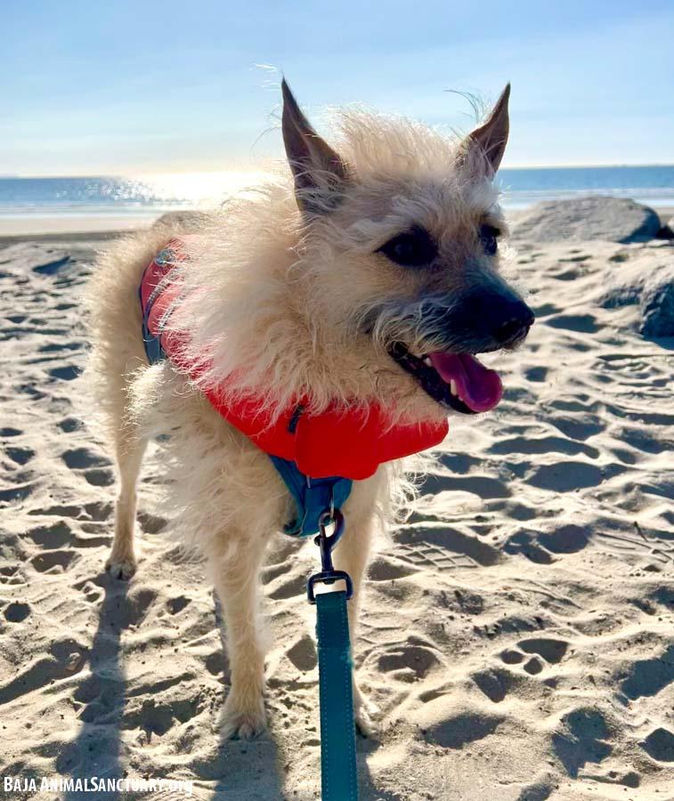 Enlarge Ella, a Adoptable mixed breed in San Diego, CA image 2/7