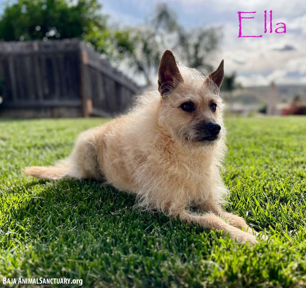 Enlarge Ella, a Adoptable mixed breed in San Diego, CA image 3/7