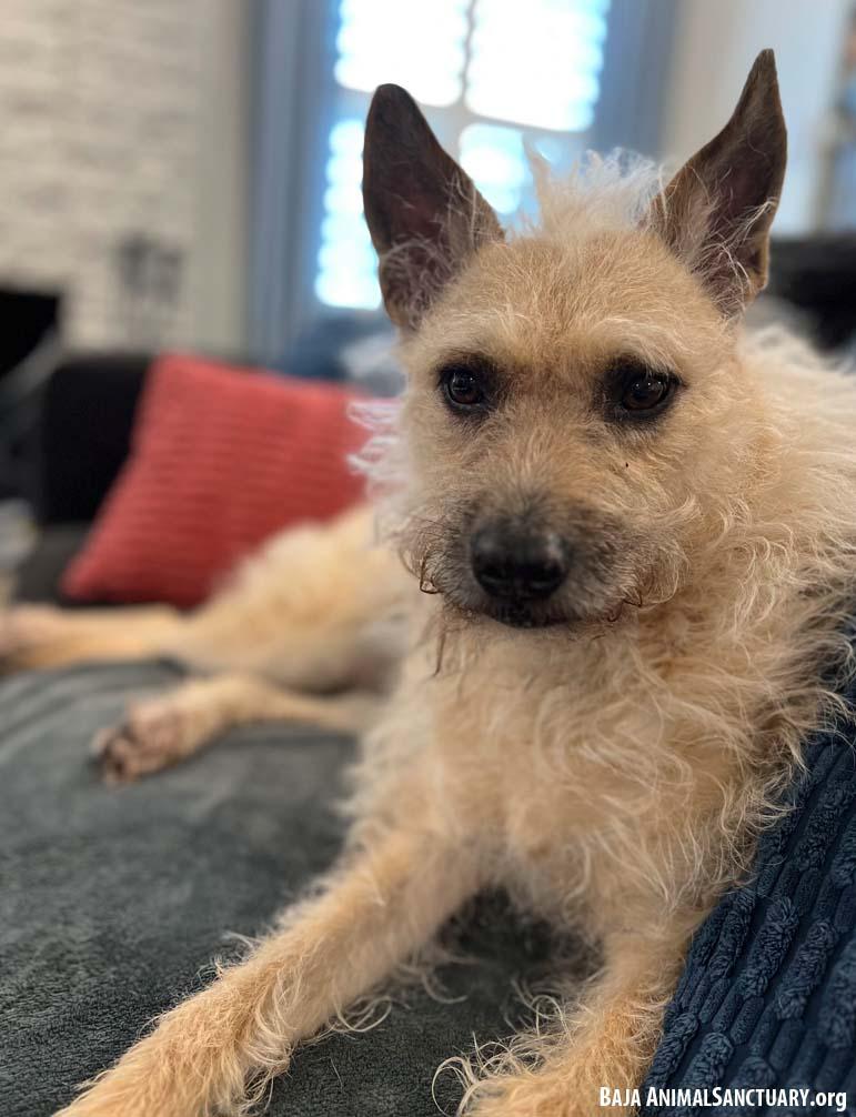 Enlarge Ella, a Adoptable mixed breed in San Diego, CA image 4/7