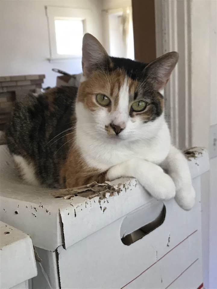 Jade, ADOPTABLE, Adult Female Domestic Short Hair.