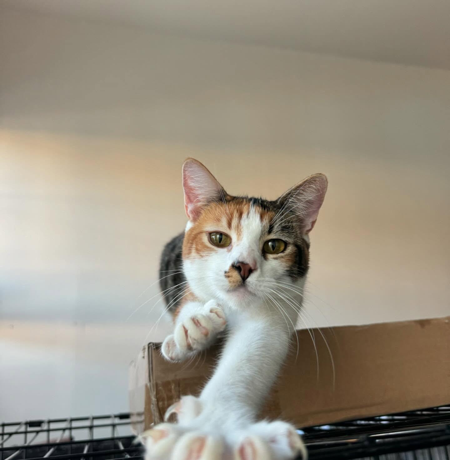 Jade, a ADOPTABLE Domestic Short Hair in Berkeley, CA image 2/3
