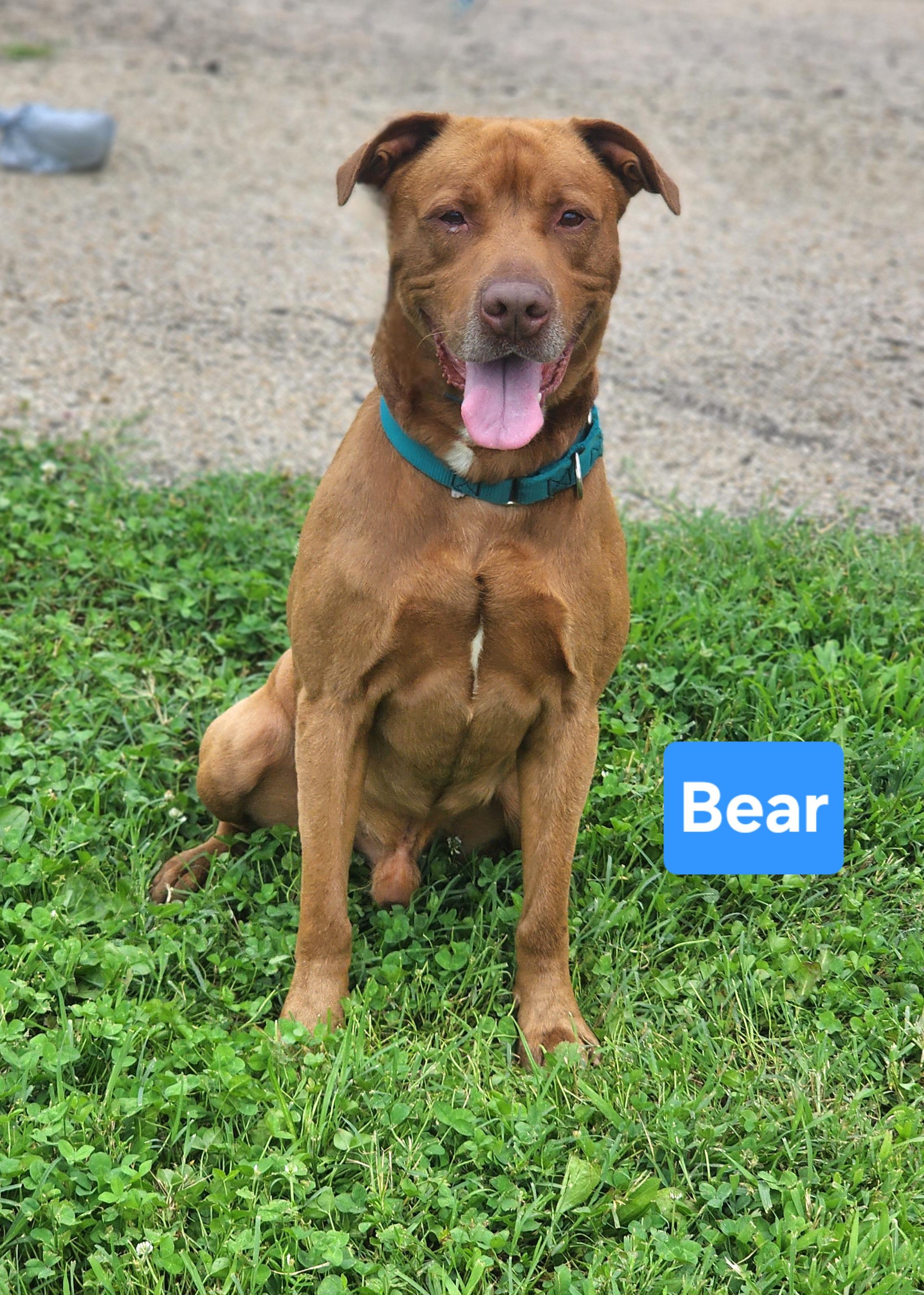 Bear, ADOPTABLE, Adult Male American Staffordshire Terrier & Labrador Retriever.