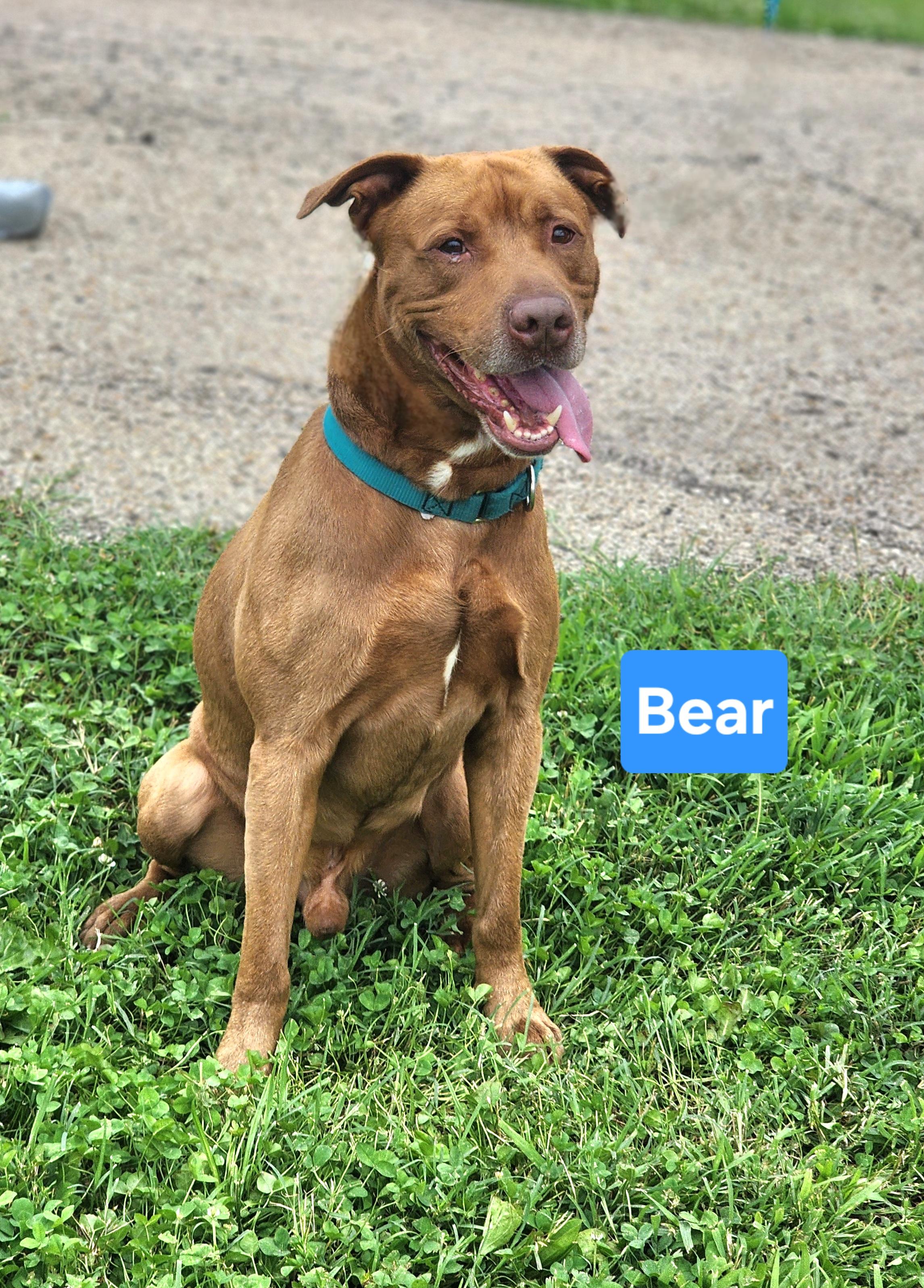 Bear, a ADOPTABLE mixed breed in Clinton, MO image 2/2