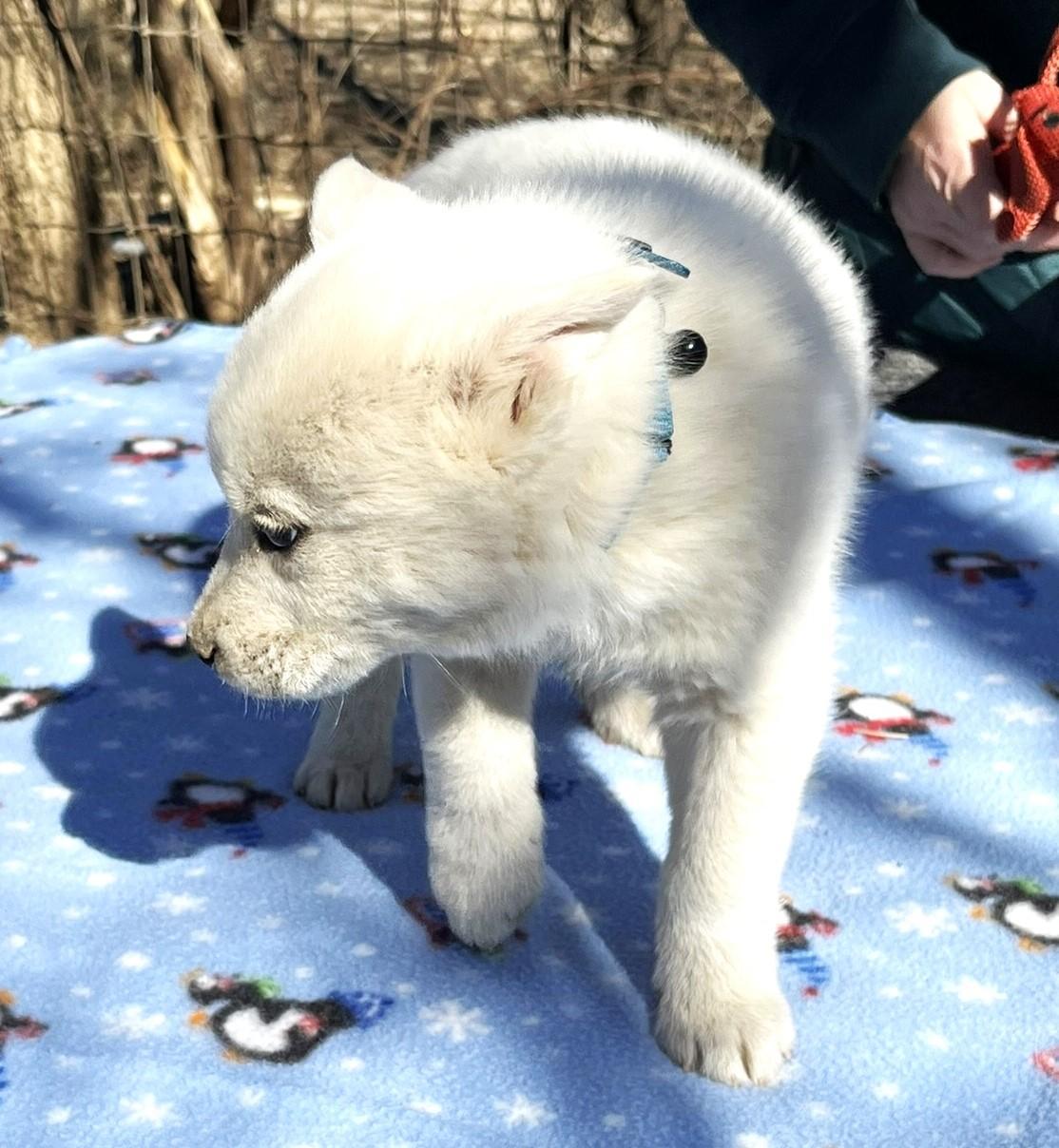 Casper and Foxy, a ADOPTABLE mixed breed in Godley, TX image 5/6