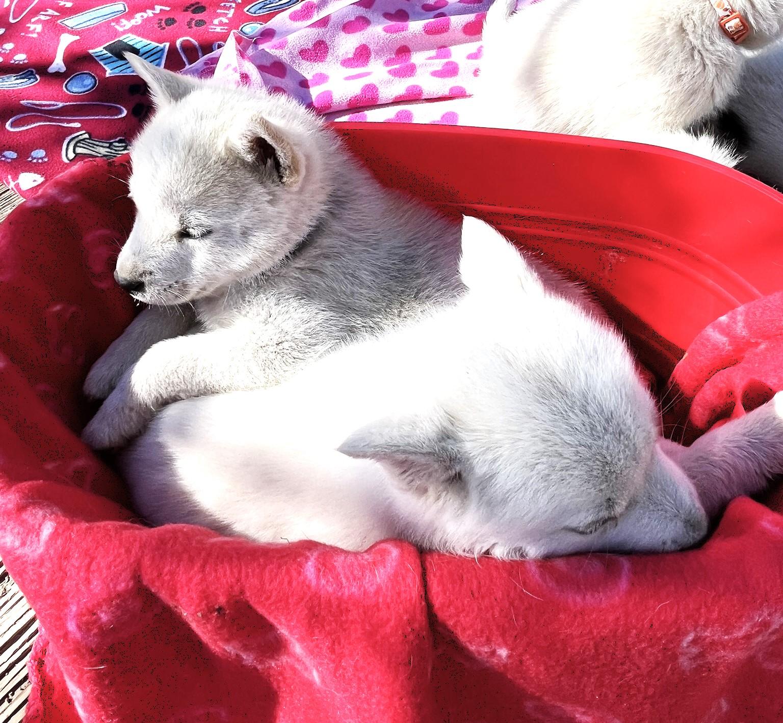 Casper and Foxy, a ADOPTABLE mixed breed in Godley, TX image 6/6