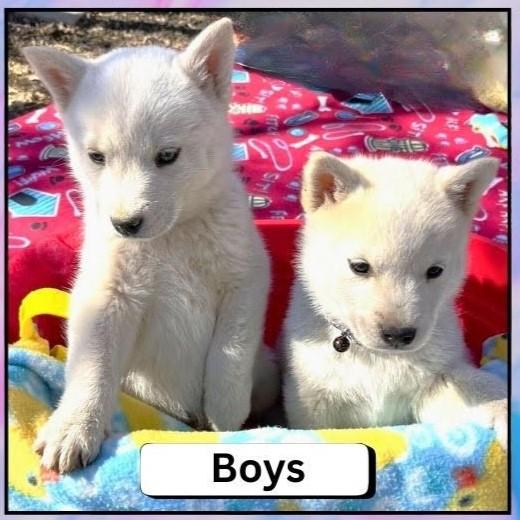 Casper and Foxy, ADOPTABLE, Puppy Male Husky.