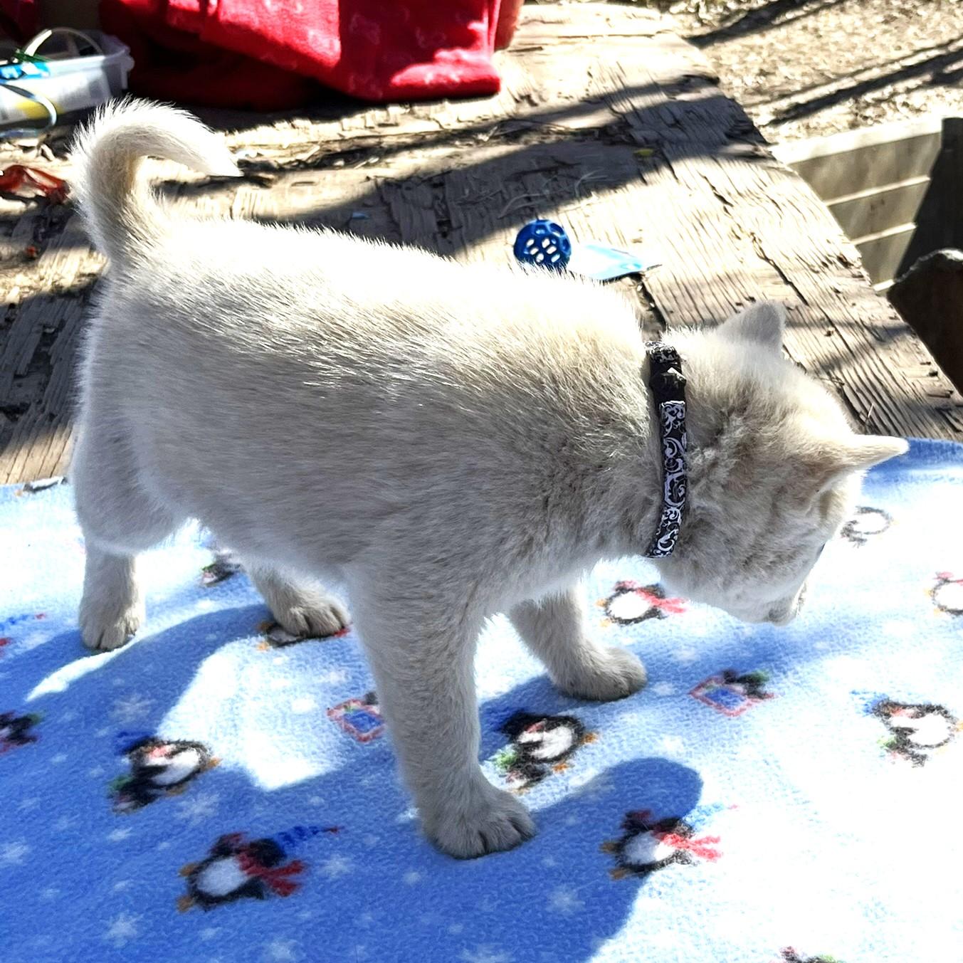 Casper and Foxy, a ADOPTABLE mixed breed in Godley, TX image 4/6