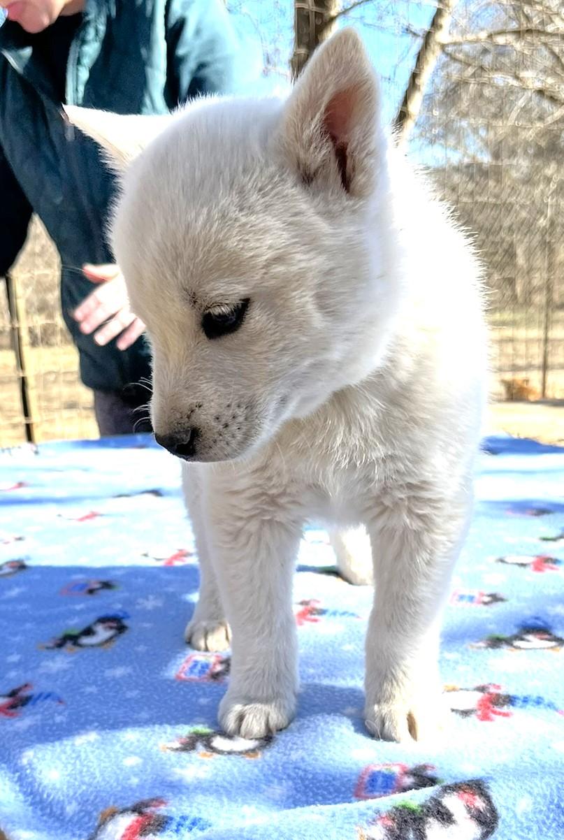 Casper and Foxy, a ADOPTABLE mixed breed in Godley, TX image 3/6