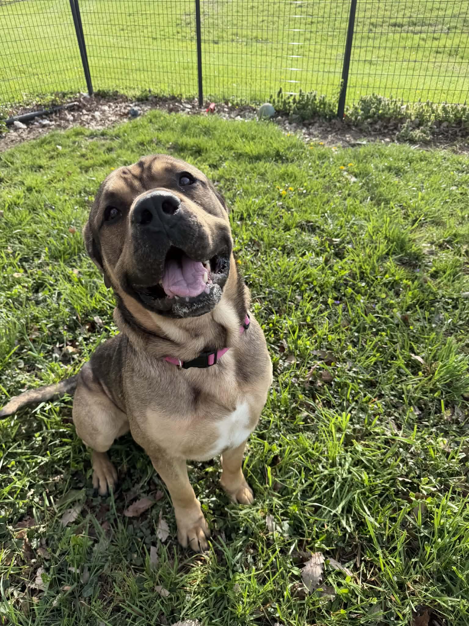 Enlarge Flubber, a ADOPTABLE mixed breed in Shelbyville, KY image 3/3