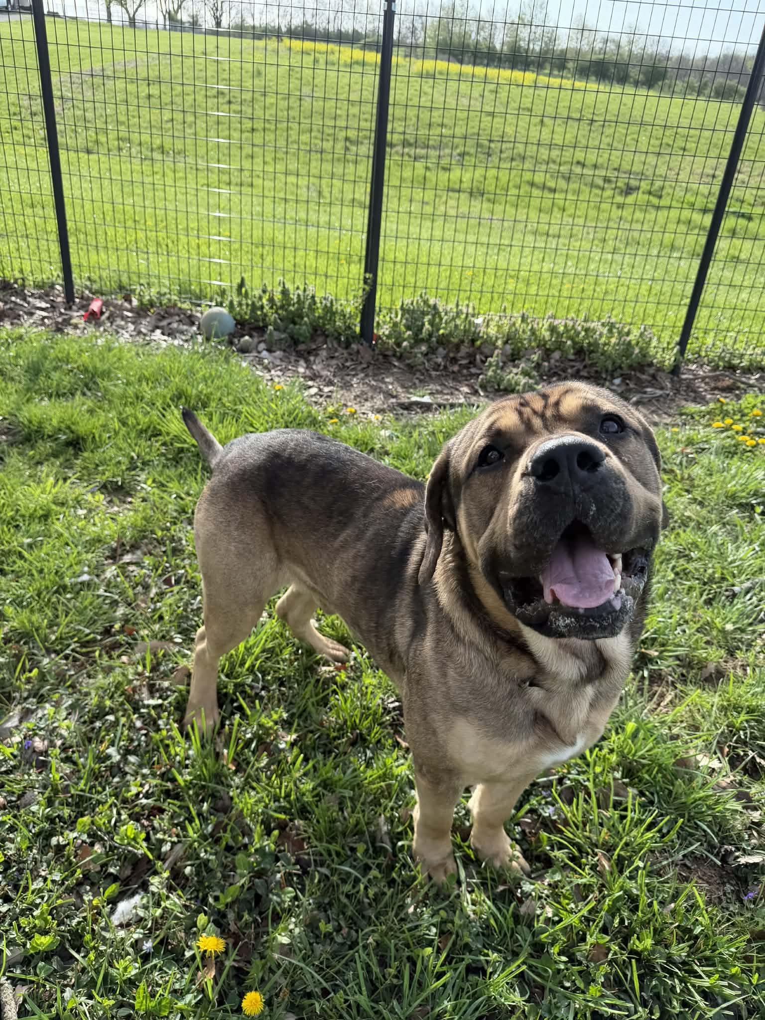 Enlarge Flubber, a ADOPTABLE mixed breed in Shelbyville, KY image 2/3