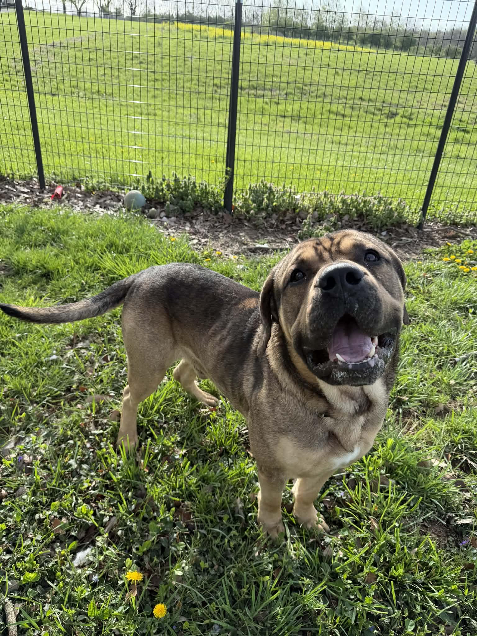Flubber, ADOPTABLE, Adult Male Mastiff.