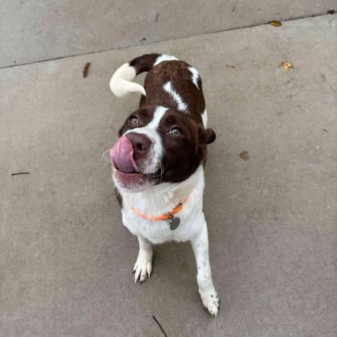 Enlarge Ralphie, a Adoptable mixed breed in Shinnston, WV image 1/2