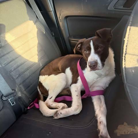 Enlarge Ralphie, a Adoptable mixed breed in Shinnston, WV image 2/2