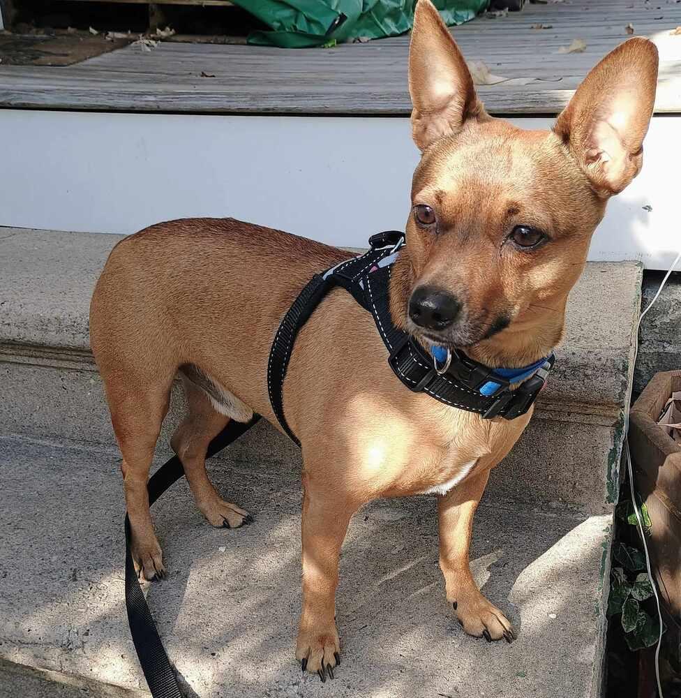 Enlarge Chip, a Adoptable mixed breed in Denton, MD image 1/1