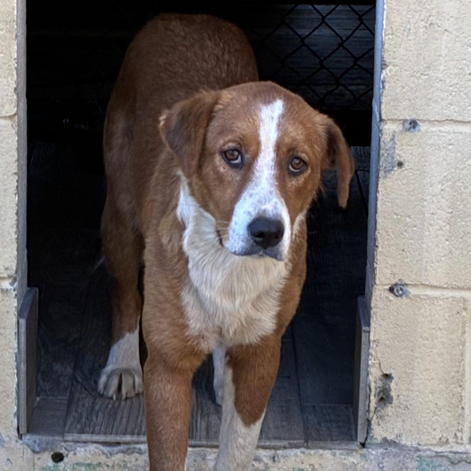 Enlarge Antoinette, a Adoptable mixed breed in Buffalo, NY image 3/3
