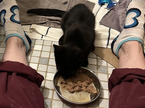 Amora, Adoptable, Kitten Female Domestic Short Hair.